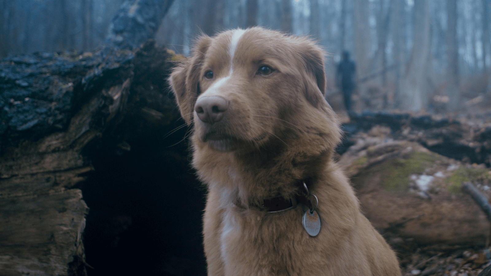 Good Boy movie still 1
